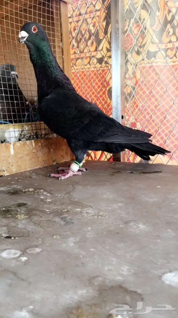 طيور كش top (image 6)