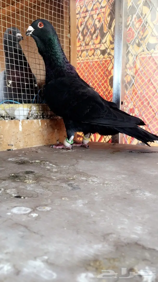 طيور كش top (image 7)