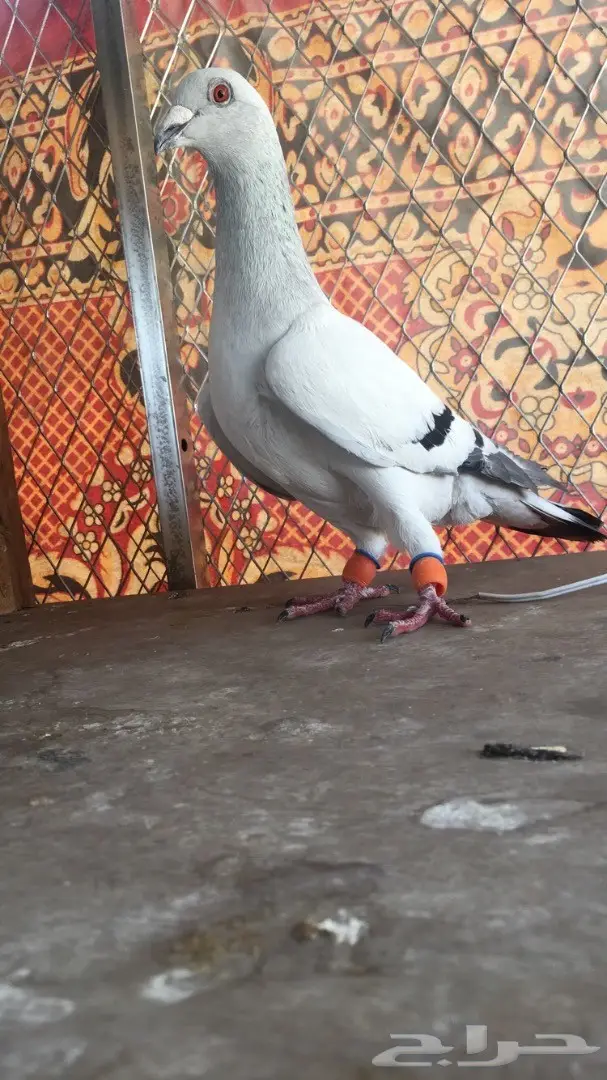 طيور كش top (image 8)