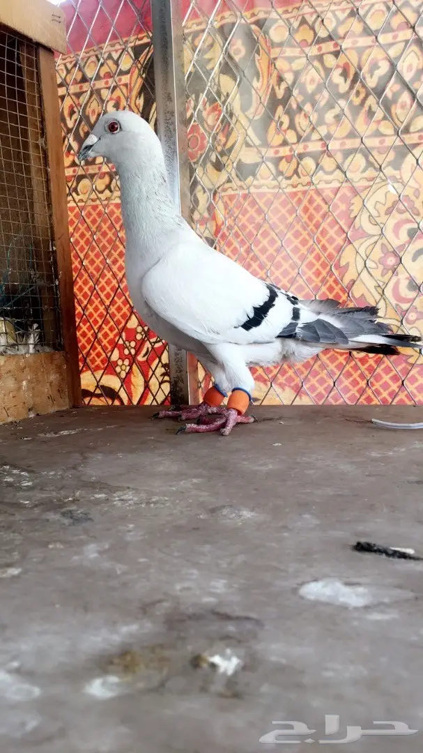 طيور كش top (image 9)