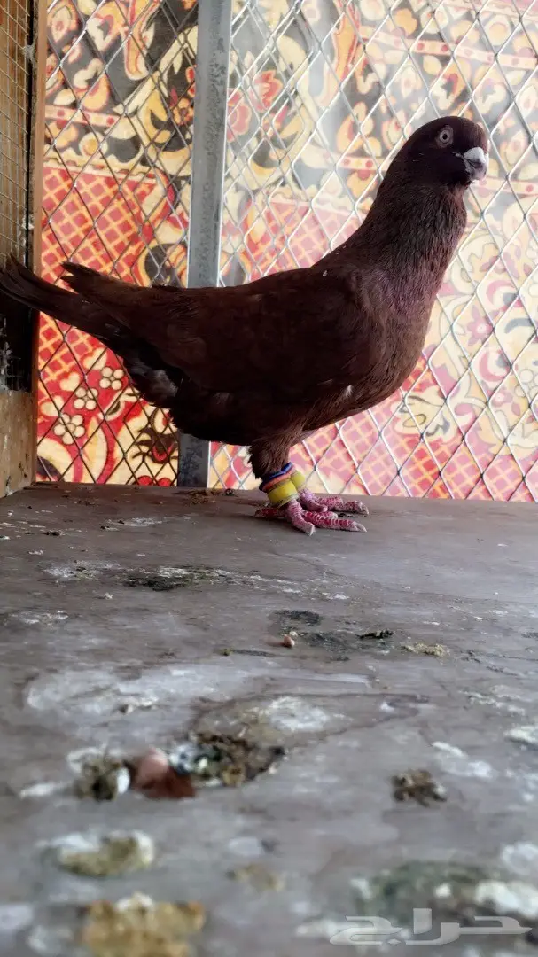 طيور كش top (image 12)