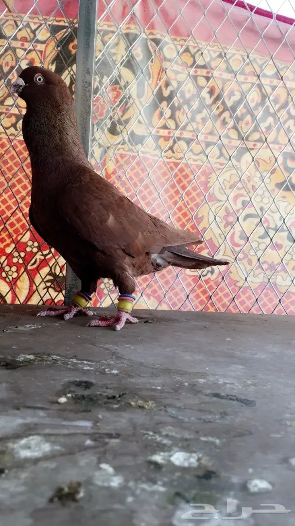 طيور كش top (image 13)