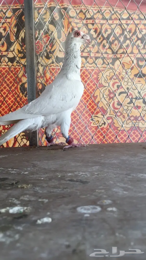 طيور كش top (image 14)