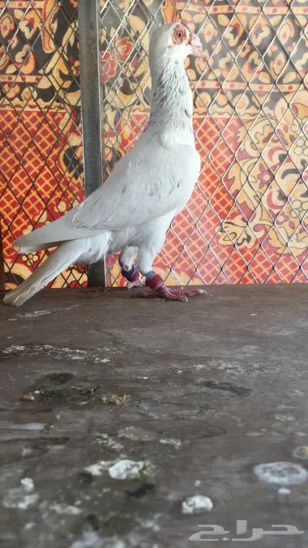 طيور كش top (image 15)