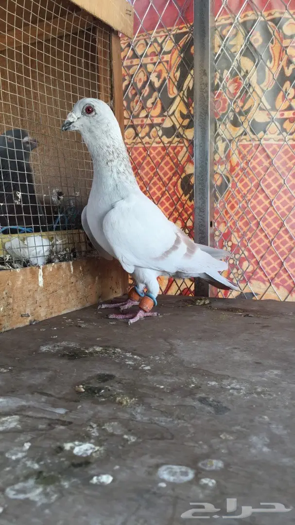 طيور كش top (image 17)