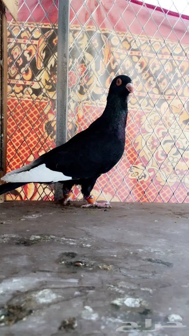 طيور كش top (image 19)