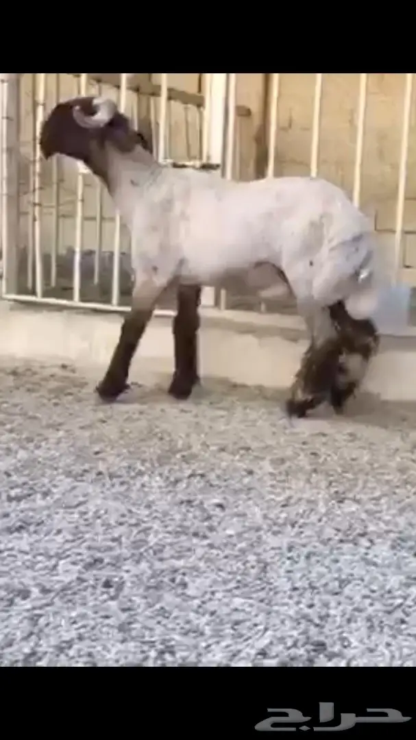 جذع فاخر فاخر للبيع (image 2)