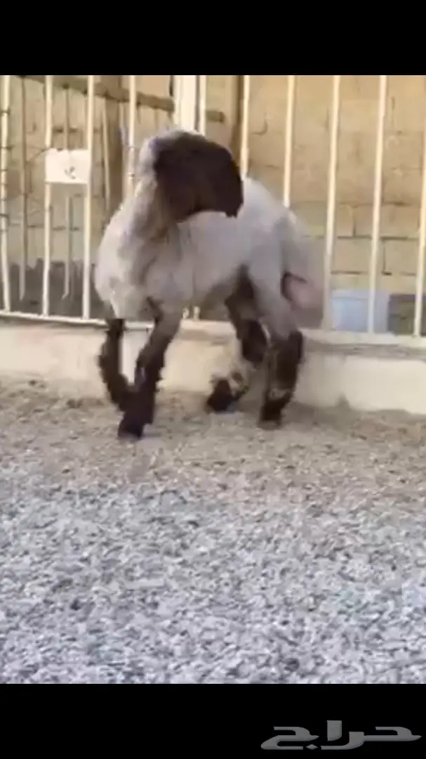 جذع فاخر فاخر للبيع (image 3)