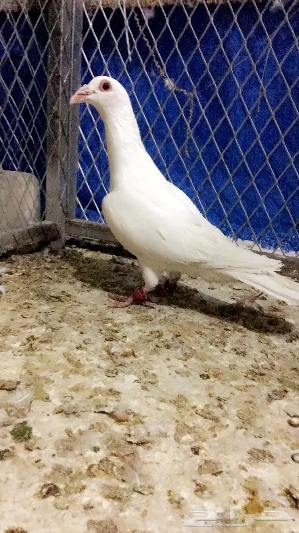 طيور كش top (image 20)