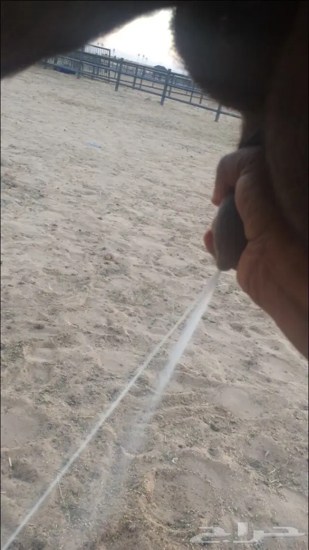 خلفه منيح يامدور حليب طيب  (image 5)