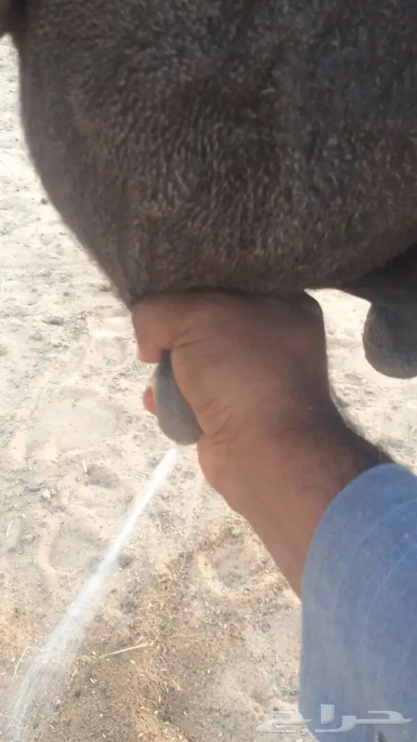 خلفه منيح يامدور حليب طيب  (image 6)