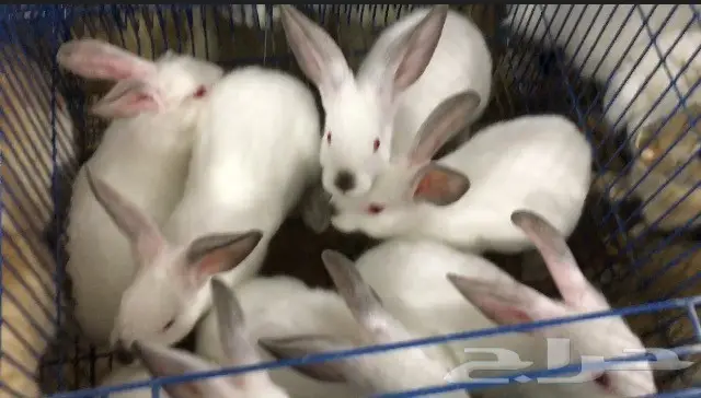 ارانب للبيع جميع الالوان والانواع