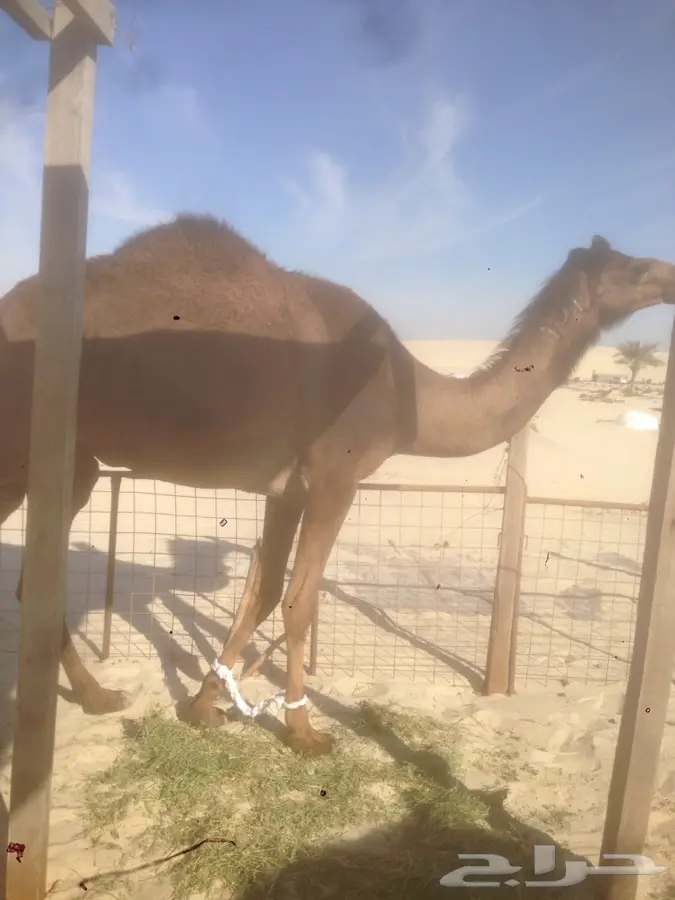 بكر لقحه اقبل البدل المناسب 