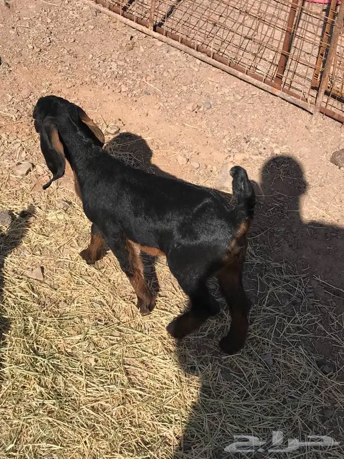 طليان حرية وتيوس عوارض وتيوس سوريه  (image 15)