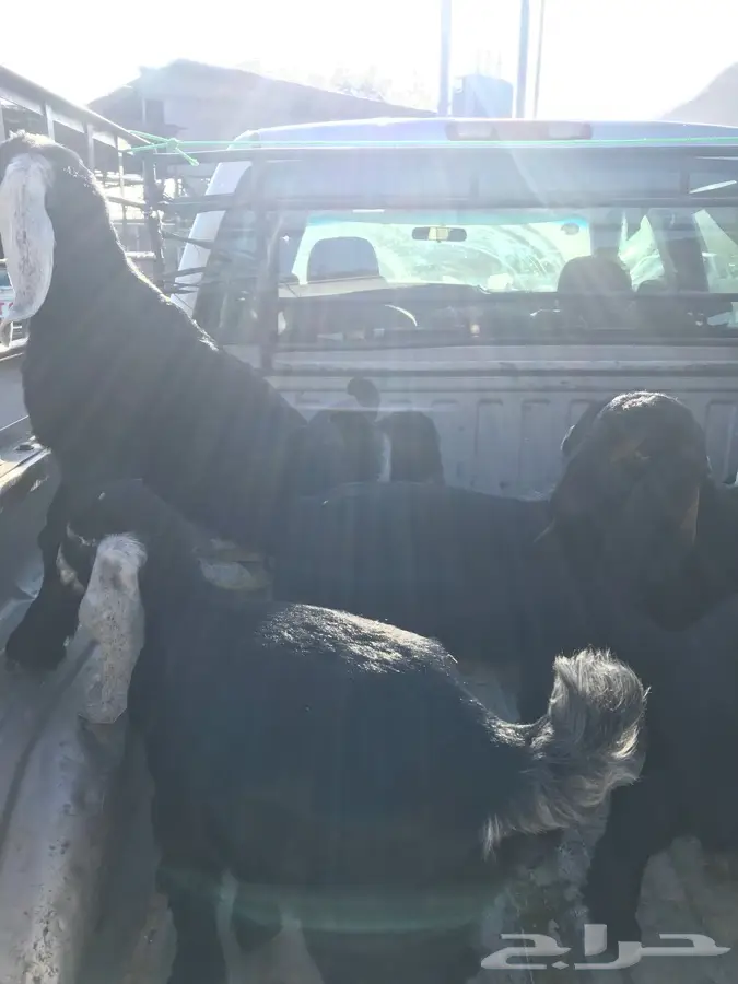 طليان حرية وتيوس عوارض وتيوس سوريه  (image 20)