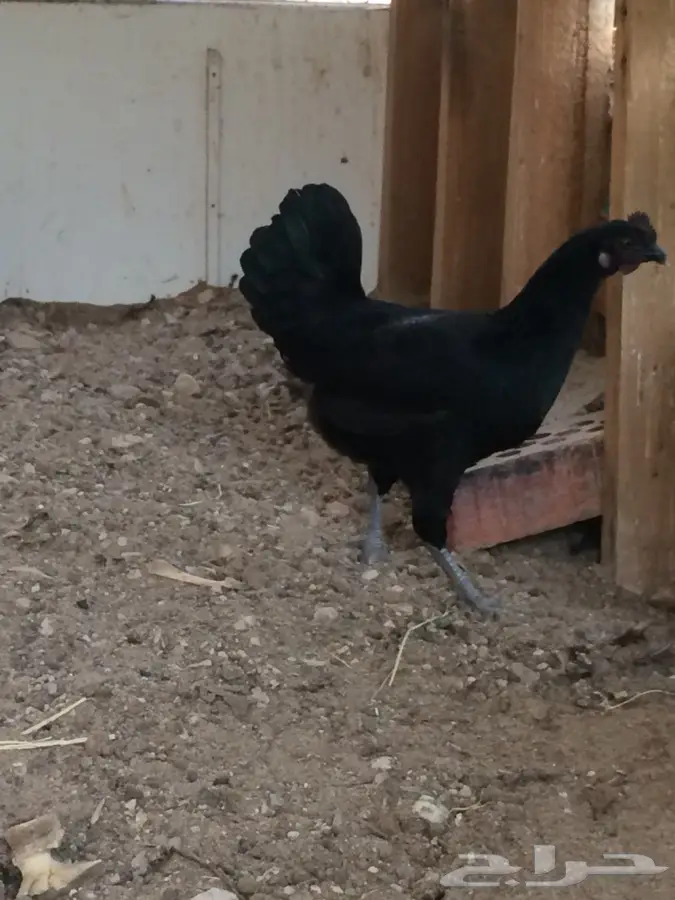 دجاج بلدي اسود (image 3)