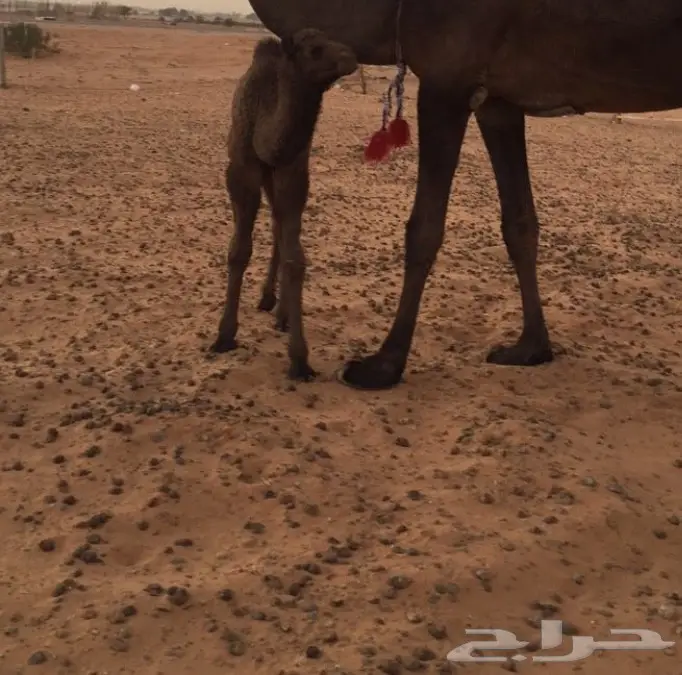 خلفه مجهم  طيبه  (image 2)