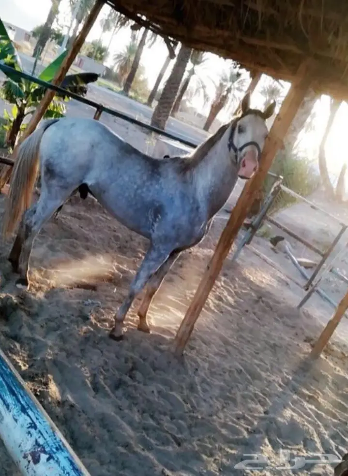 حصان للبيع (image 1)