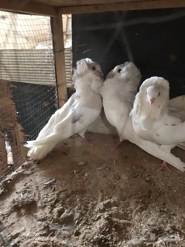 حمام جديد - فرصة لا تُفوّت! (image 3)