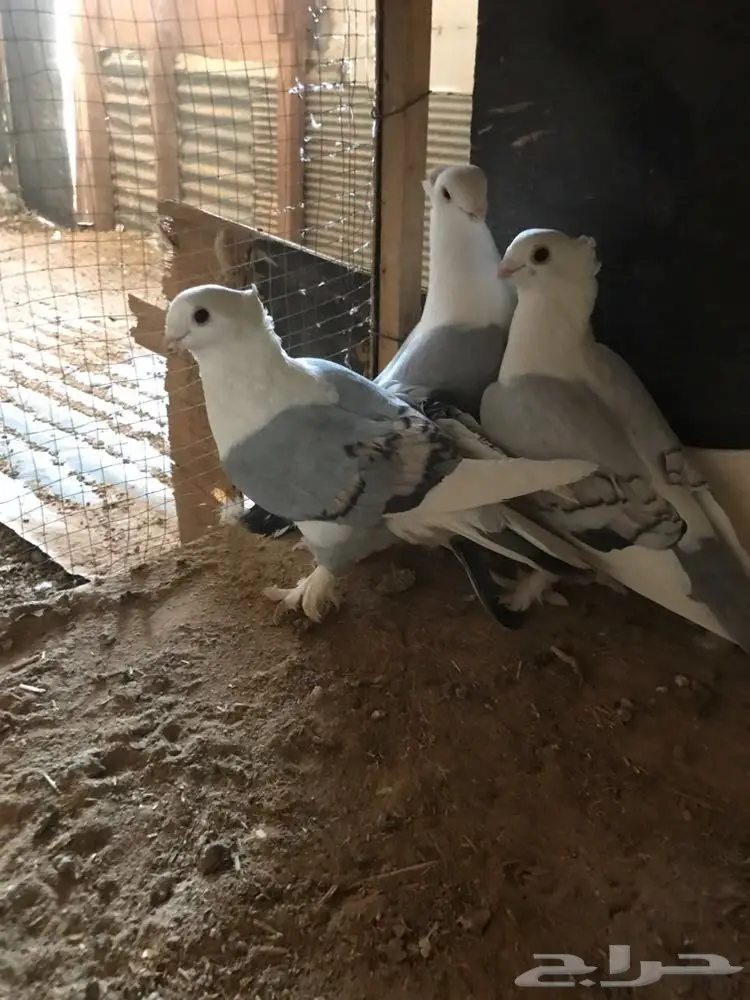 حمام جديد - فرصة لا تُفوّت! (image 4)