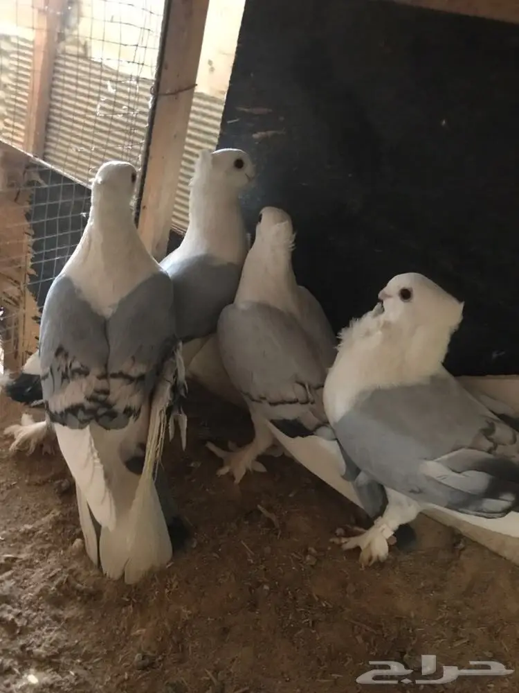 حمام جديد - فرصة لا تُفوّت! (image 7)
