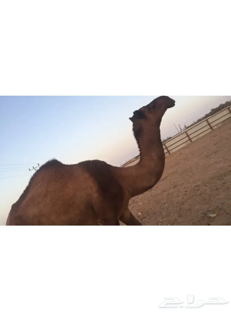 ناقة صفرا خلفه 