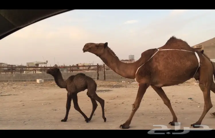 خلفه صفراء ثنوو او بكر. (image 2)