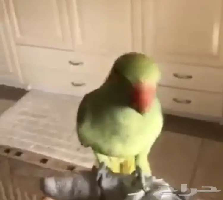 دره اليف (image 1)