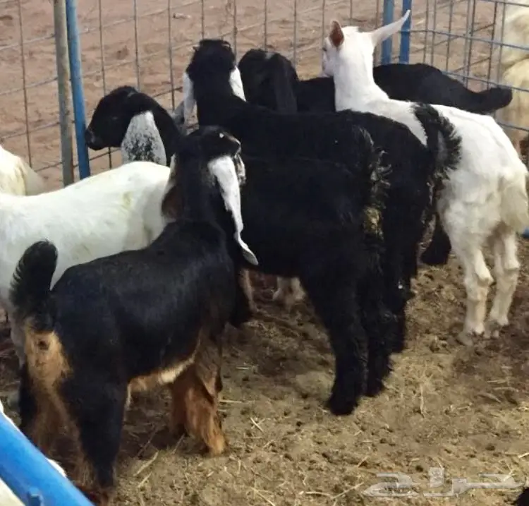 تيوس سمان وين أهل الزين  (image 5)