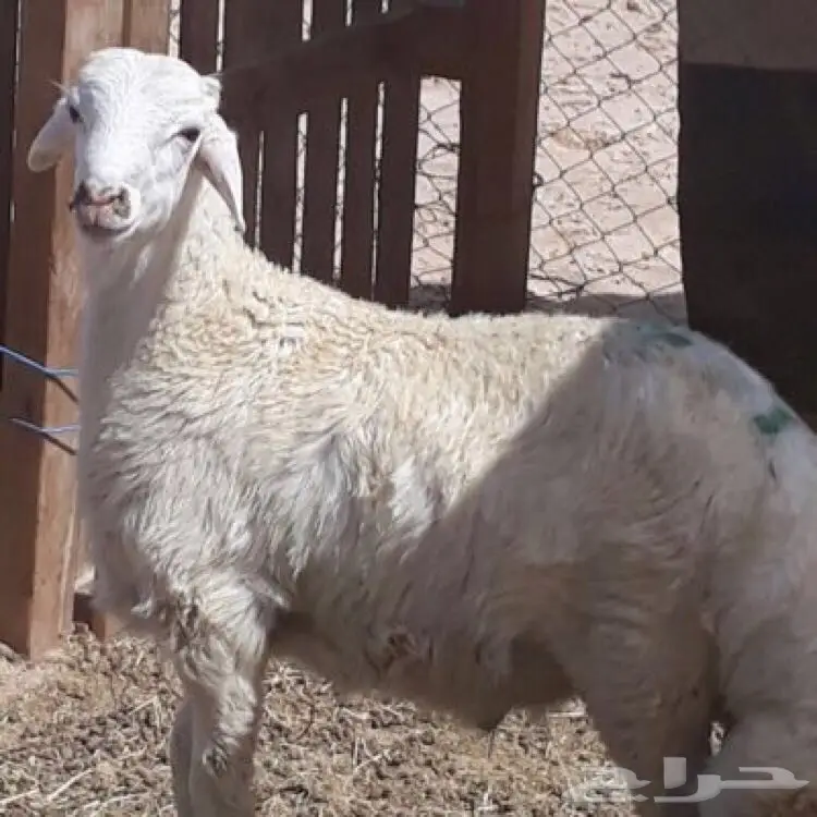 طليان حريه مع الذبح والتوصيل (image 1)