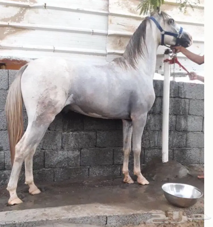 حصان للبيع (image 2)