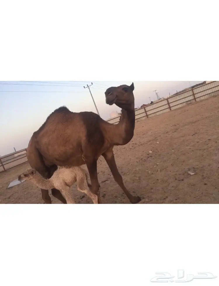 ناقة صفرا خلفه  (image 1)