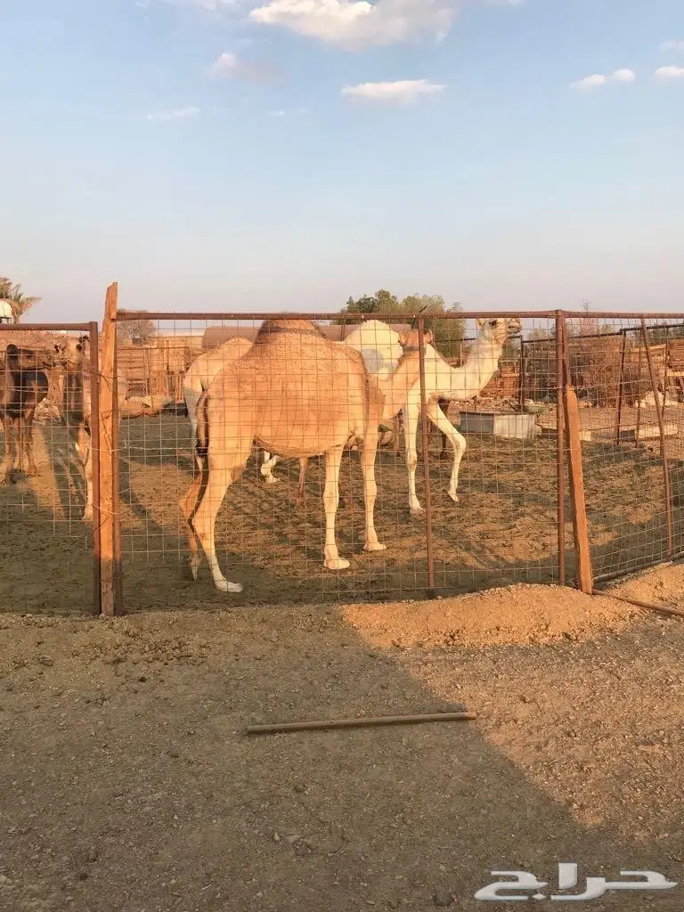 ابل للبيع العاجل 