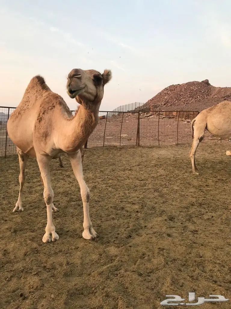 ابل للبيع العاجل  (image 1)