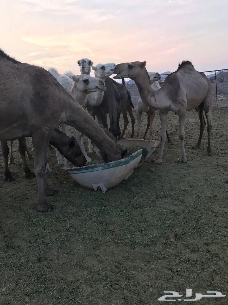 ابل للبيع العاجل  (image 5)