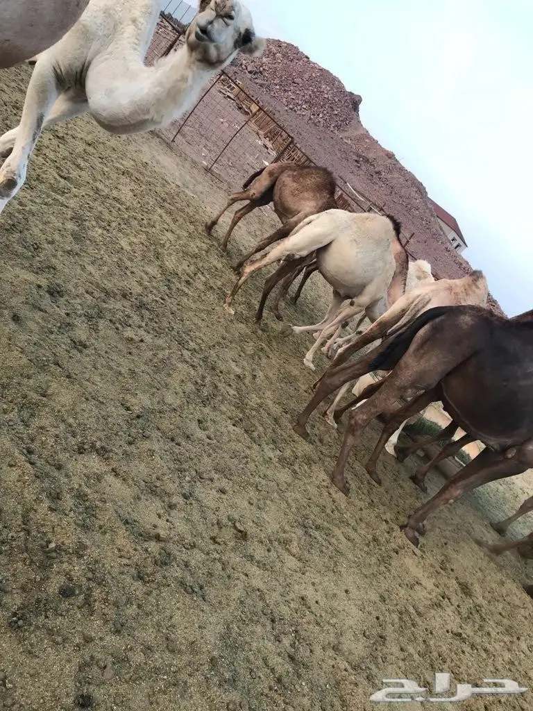 للبيع العاجل ابل  (image 2)