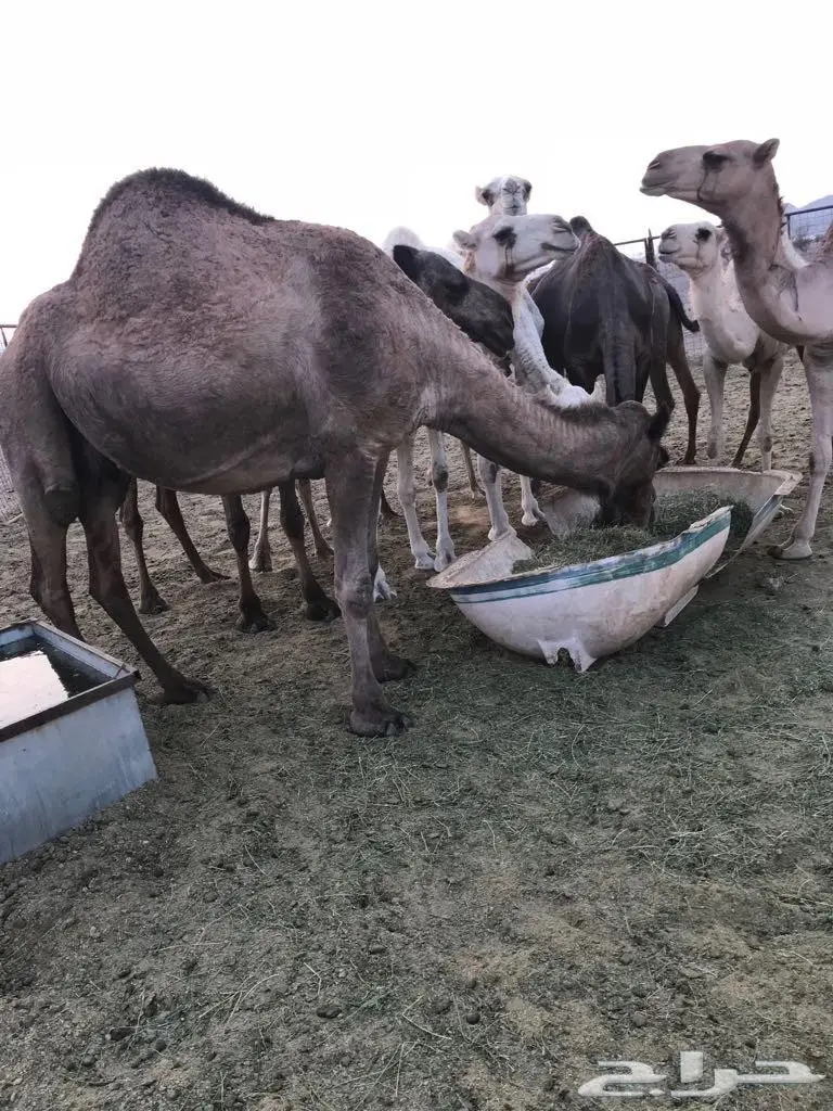 للبيع العاجل ابل  (image 4)