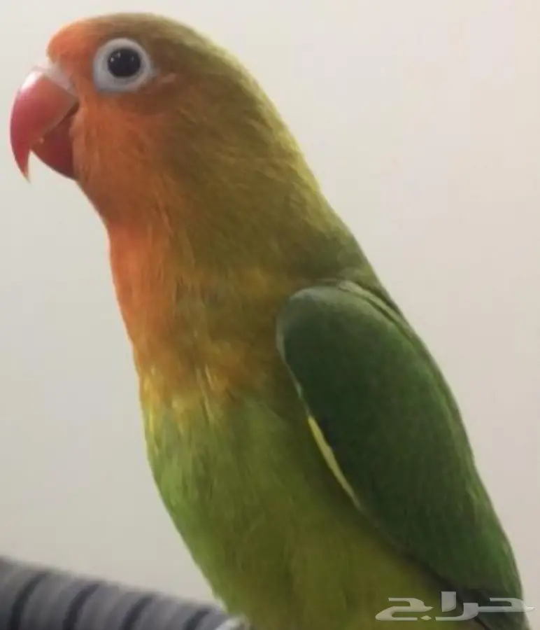 للبيع فرخين فيشر عاجل  (image 1)