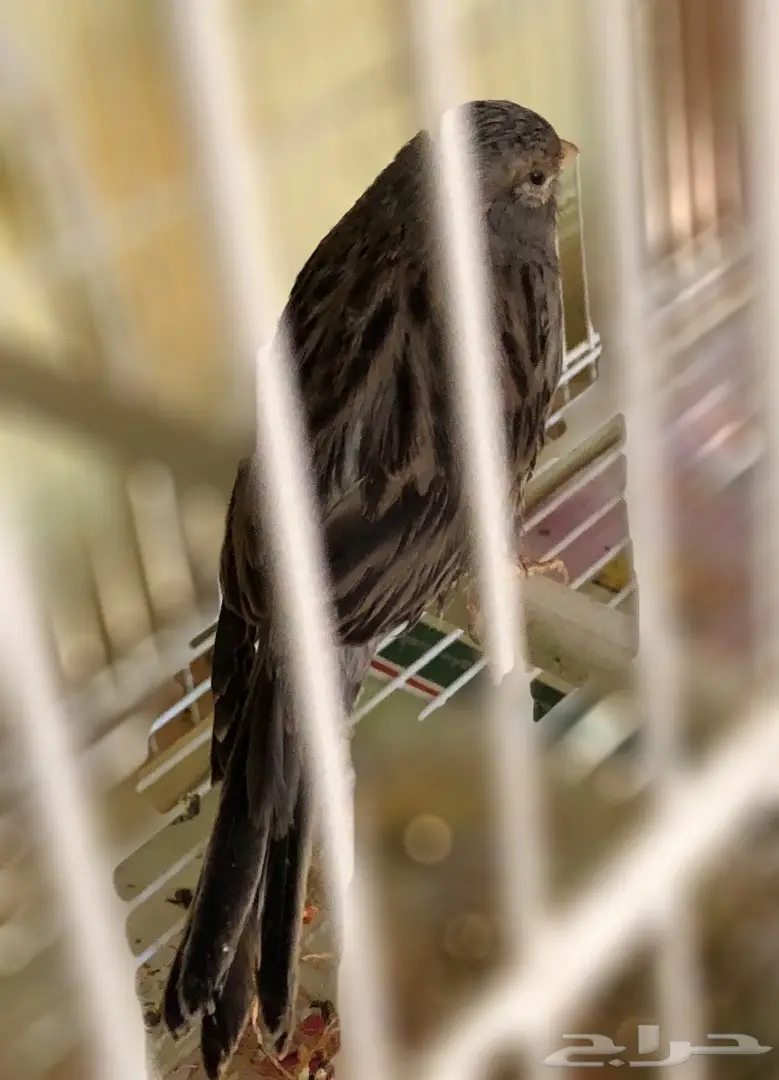 ذكر كناري مغرد