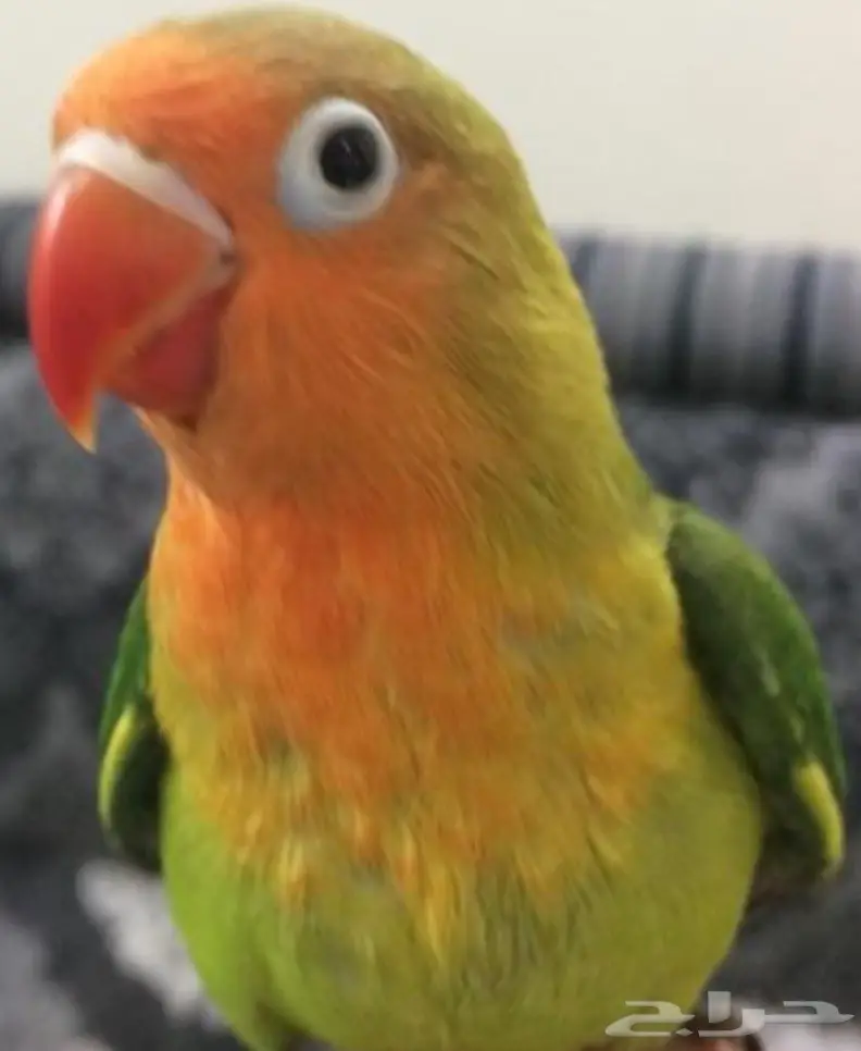 للبيع فرخين فيشر عاجل 