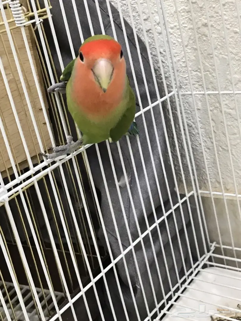 للبيع طيور الروز 