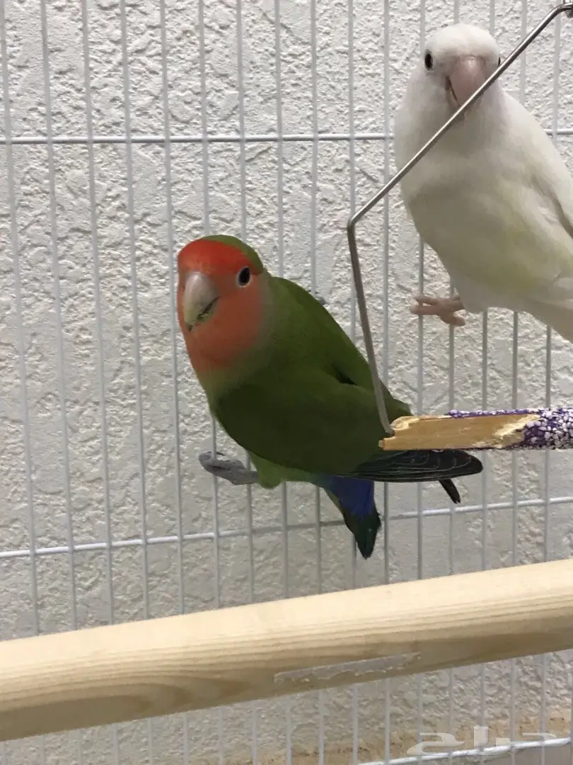 للبيع: طيور روز أصلية - منتج صحي 100%! (image 1)