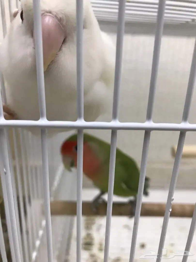 للبيع: طيور روز أصلية - منتج صحي 100%! (image 2)