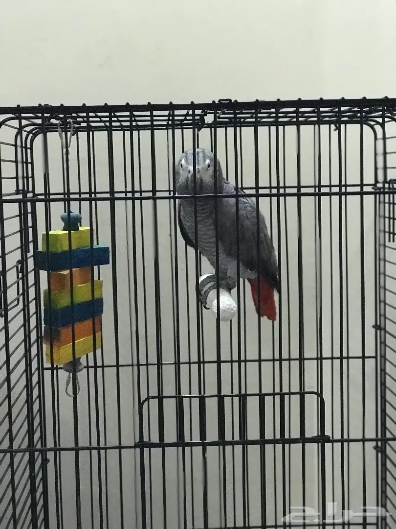 كاسكو هولندي  (image 2)