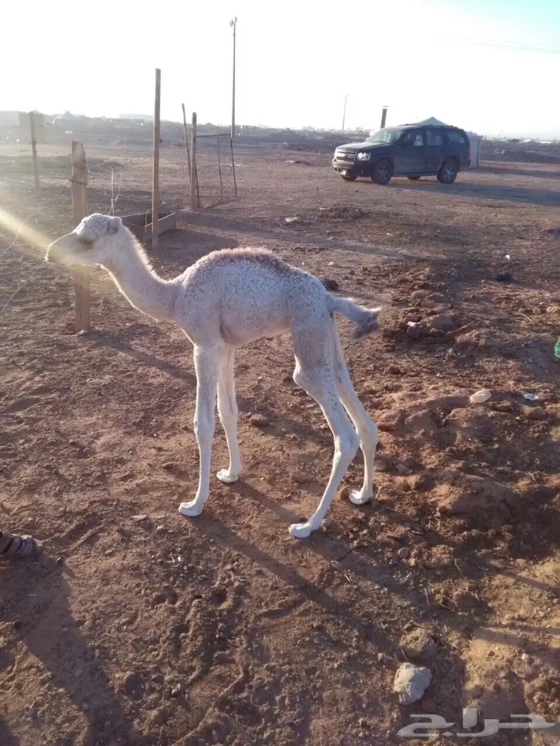 قعدان للضيار