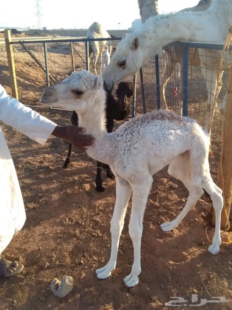 قعدان للضيار (image 2)