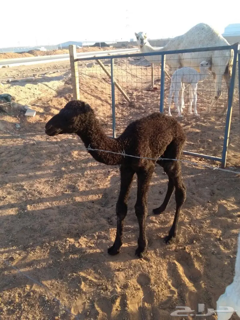 قعدان للضيار (image 4)