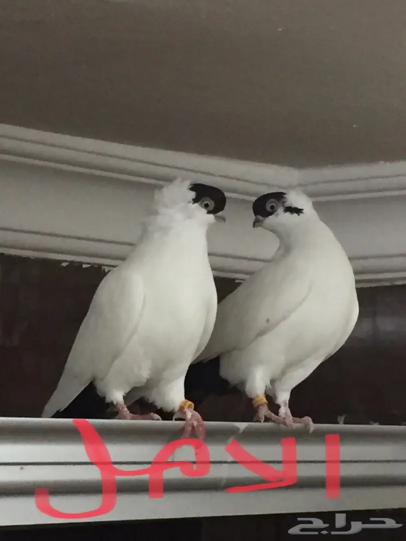  طبه هلمت  (image 3)