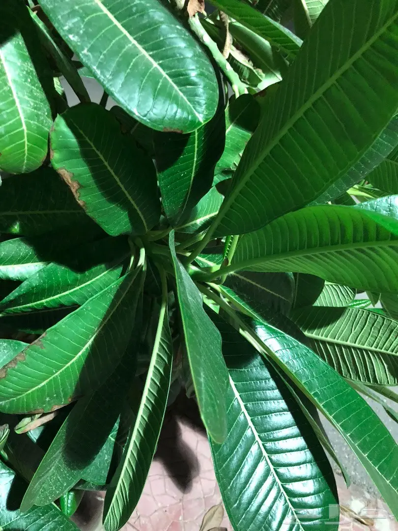 نوت 8 شبه جديدماكمل20 يوم اسود64قيقا المتبولي (image 10)