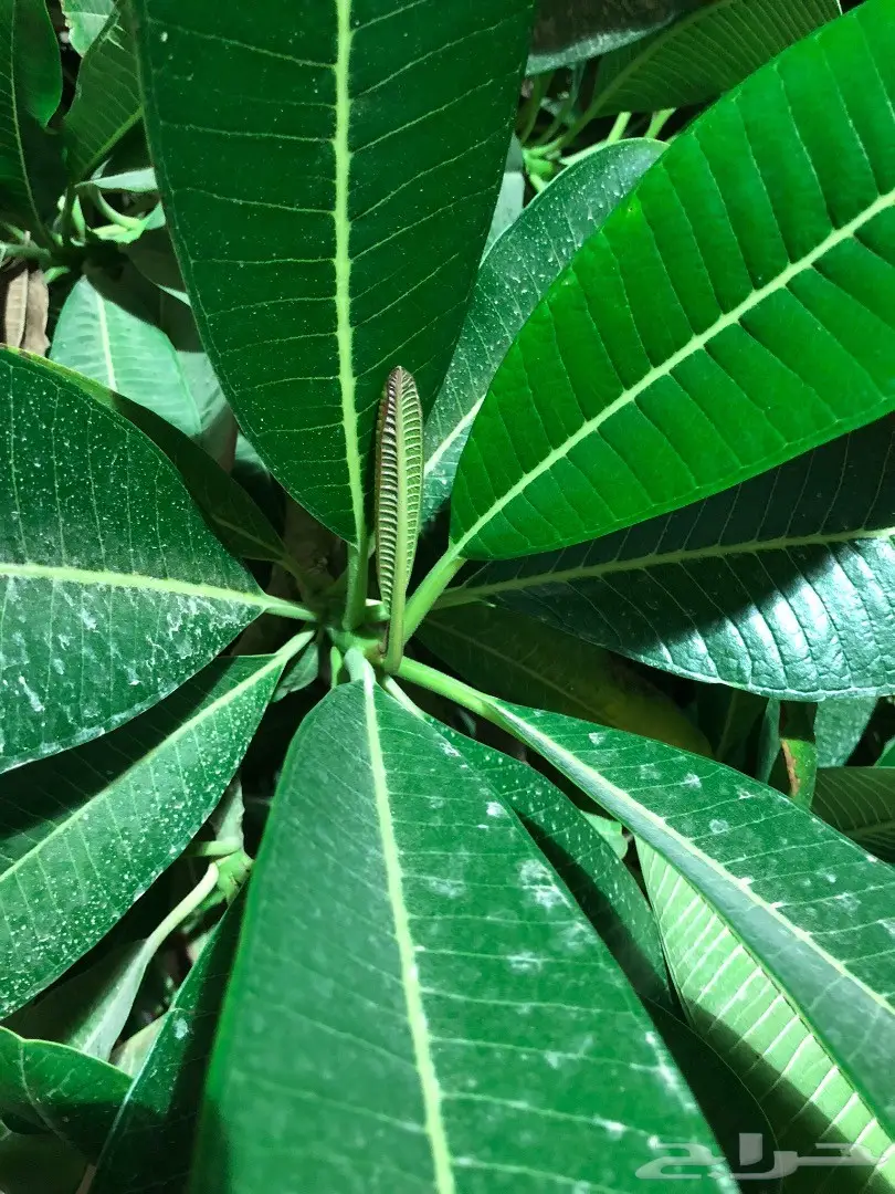 نوت 8 شبه جديدماكمل20 يوم اسود64قيقا المتبولي (image 11)